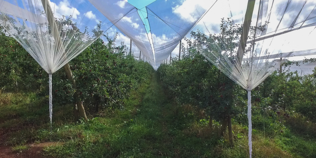 Tela Antigranizo: Protegendo Colheitas e Plantations