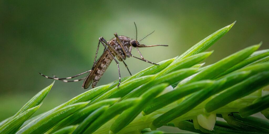 Dengue, Prevenção e a Importância da Circulação de Ar em Tempos de Seca